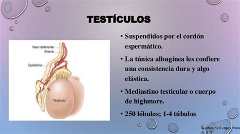 Urologia Escroto Testículo Y Epididimo