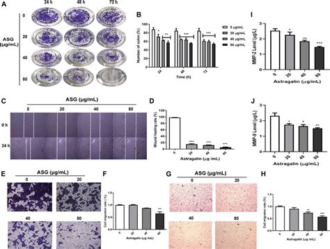 Frontiers Astragalin Inhibits The Proliferation And Migration Of