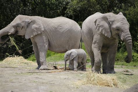 Buenas Noticias Nace En Africam Safari La Primera Cr A De Elefante