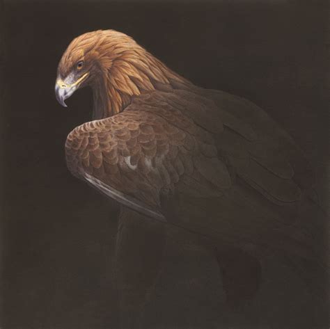 Golden Eagle Ii By Renso Tamse Wildlife Artwork Wildlife Art Golden