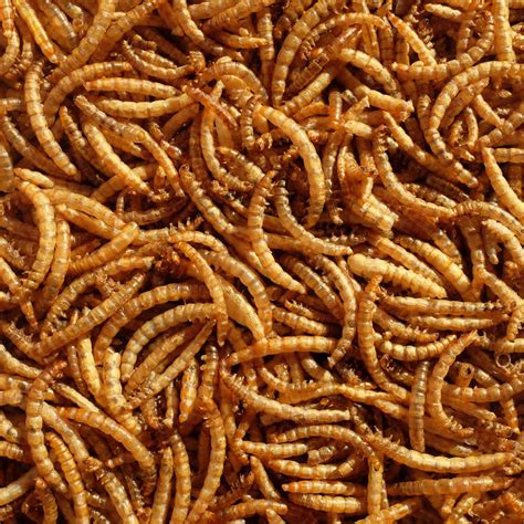 F21 - Mealworm- 500 Ct. - UGR Wholesale
