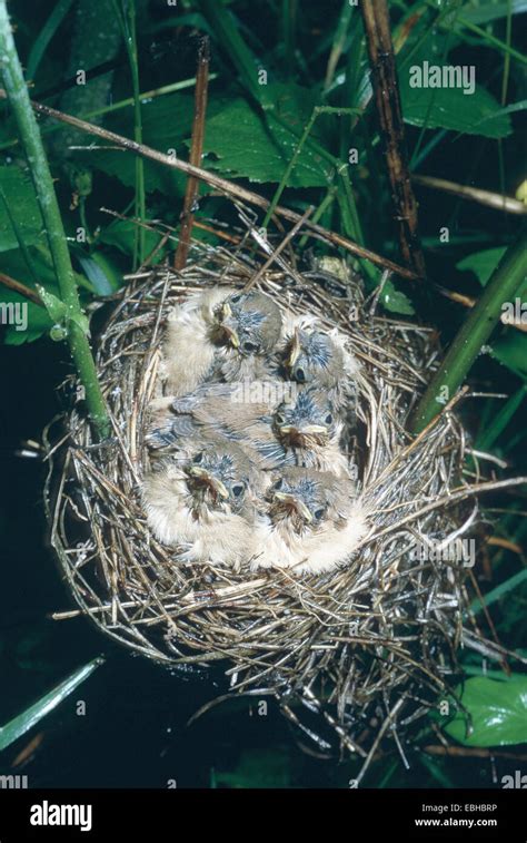 Marsh Warbler Acrocephalus Palustris Begging Squeakers In Nest Stock