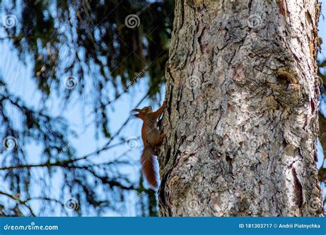 Young Squirrels Climbing On A Tree Stock Image Image Of Squirrel