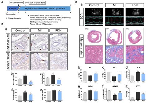 Frontiers Renal Denervation Attenuates Neuroinflammation In The Brain