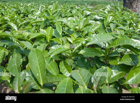 Assam tea leaves growing, Jorhat, Assam, India, Asia Stock Photo - Alamy