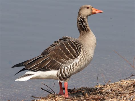 Graylag Goose - Anser anser - Birds of the World