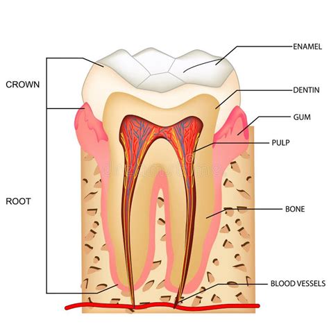 Orthodontist Human Tooth Anatomy Vector Infographics With Teeth