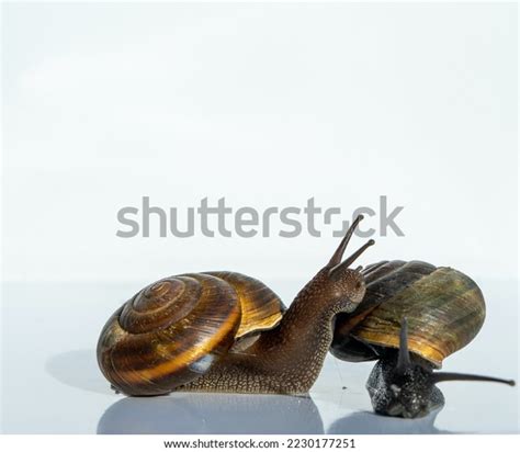 Snail Kisses Snails Mate On Shell Stock Photo 2230177251 Shutterstock