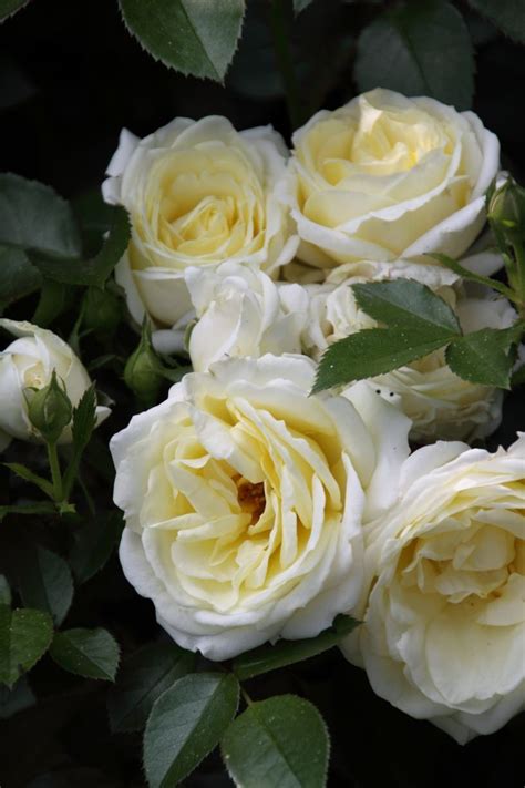 Rosa Chambord Poulsen Roses Castle Collection Roos De Tuinen