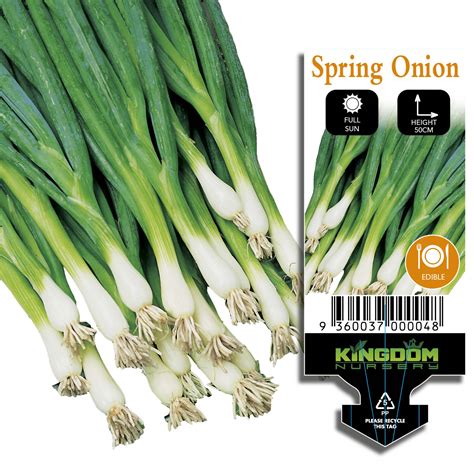 Spring Onion 100mm Kingdom Wholesale Nursery