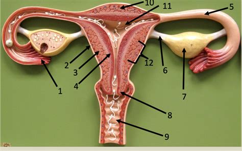 Female Reproductive Organs Frontal View Diagram Quizlet