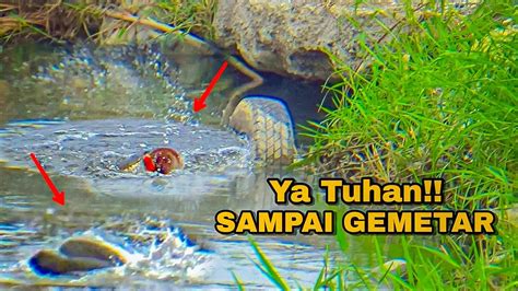 Mancing Ikan Gabus Monster Casting Gabus Haruan Tarikannya Terasa