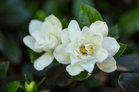 Gardenia Care A Complete Guide Hgtv