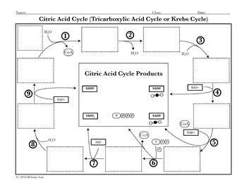 Krebs Cycle Diagram Worksheet