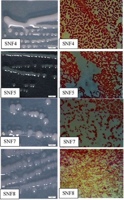 Colony Morphology Of Four Selected Isolates 2 Days Old Left