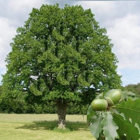 Ch Ne Sessile Rouvre Jardinerie Glomot