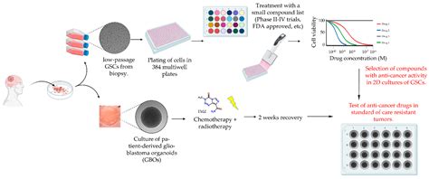 Ijms Free Full Text A Drug Screening Pipeline Using 2d And 3d