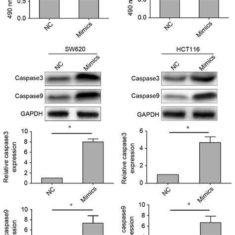 Mir Is Downregulated In Human Colorectal Cancer Tissues And Cell