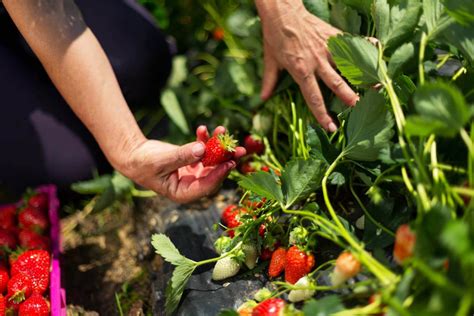 Guia Completa Del Cultivo De Las Fresas O Frutillas