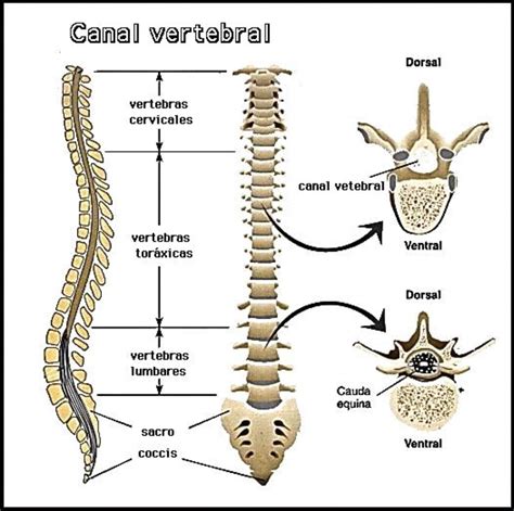 Lifine Ucb Coluna Vertebral