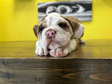 Miniature Bulldogs For Sale Choose Your New Furry Friend