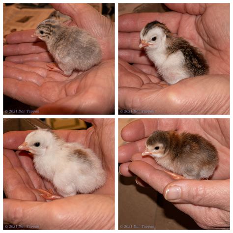 2 Day Old Guinea Keets Chickcam