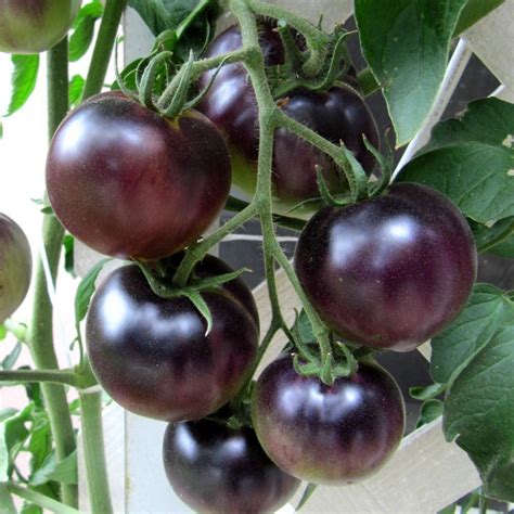 Blue Tomato Seeds Heirloom Seeds Of Life