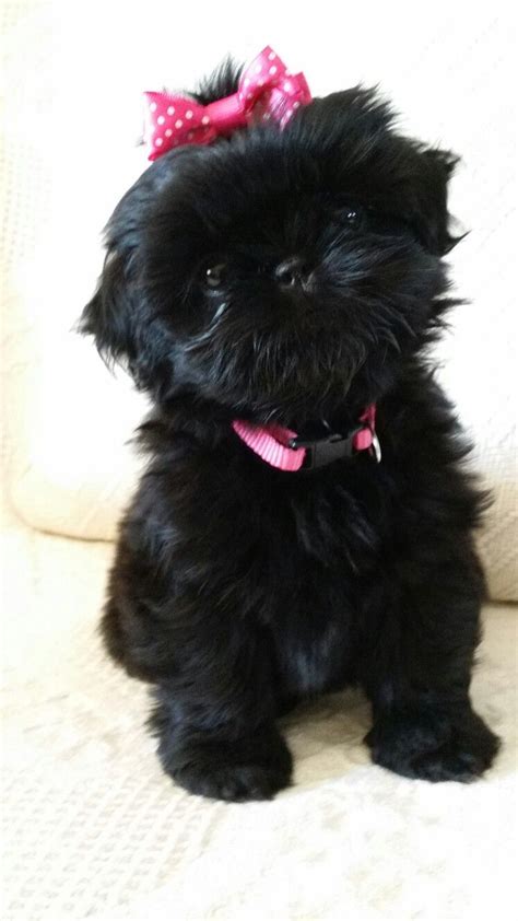 Black Shih Tzu Puppies