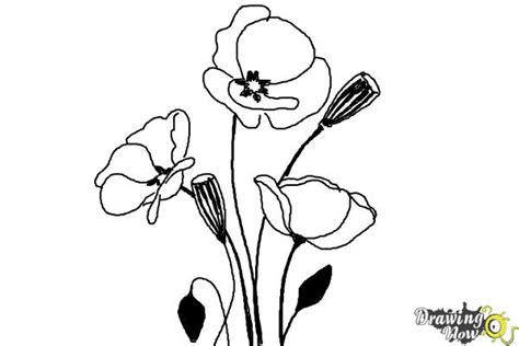 How To Draw A Poppy Flower Step By Best Flower Site