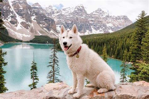 Siberian Husky Price In Usa Updated Costs