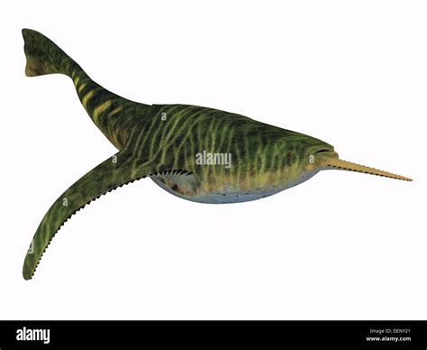 Extinct Jawless Fish Cut Out Stock Images And Pictures Alamy