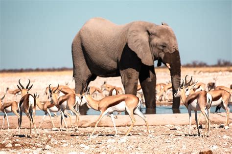 Complete Guide To Etosha National Park Map Anywhere We Roam