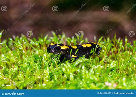 La Salamandre De Feu Salamandra Salamandra Est Une Espèce Commune De