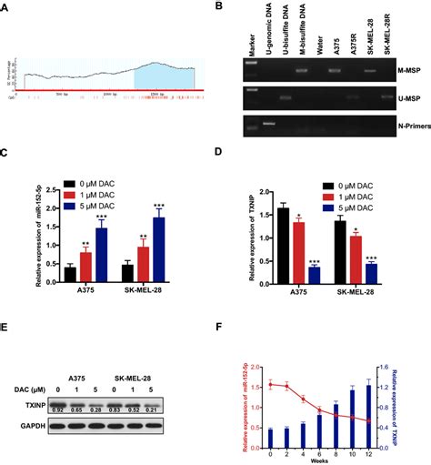 Brafi Induces Demethylation Of Mir P Promoter A Schematic