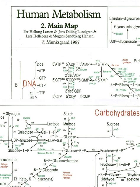 Poster Mapa Metabólico Para Imprimir