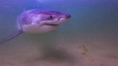 Researchers Document 55 More White Sharks In Cape Cod Waters Ap News