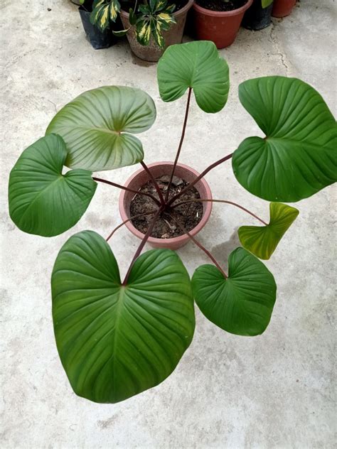 Homalomena Rubescens House Plant Tropical Plant Indoor Plant