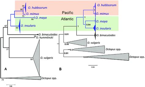 Phylogenetic Relationships Among Octopus Species With Distributions