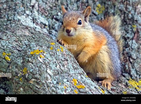 Kaukasisches Eichhörnchen Sciurus Anomalus Stock Photo Alamy