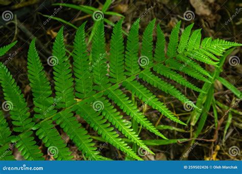 Fern is a Member of a Group of Vascular Plants that Reproduce by Spores and Have Neither Seeds ...