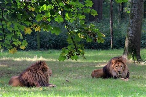 Top 10 Facts About Longleat Discover Walks Blog