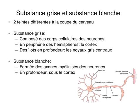 Ppt Anatomie Et Sémiologie En Neurologie Powerpoint Presentation Id 1131467