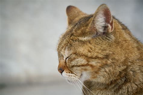 Kucing Satwa Manis Potret Foto Gratis Di Pixabay Pixabay