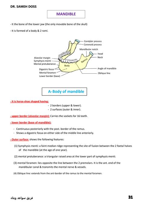 SOLUTION Anatomy Of Head Neck Thorax Abdomen And Pelvis Studypool