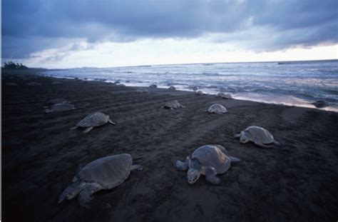 Olive Ridley Turtles Beach Invasion Discover Wildlife