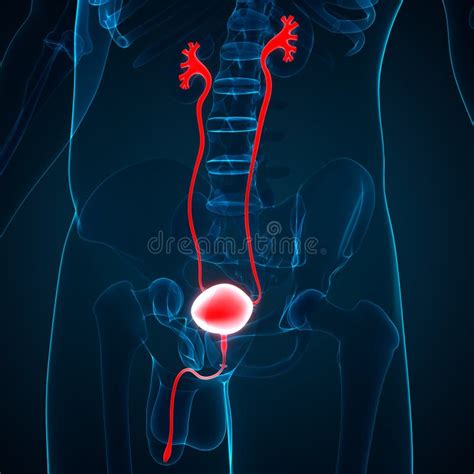 Anatomia Dei Reni Del Sistema Urinario Degli Organi Del Corpo Umano