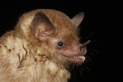 Murci Lago Leng Et N Mam Feros De Guanajuato Inaturalist Mexico