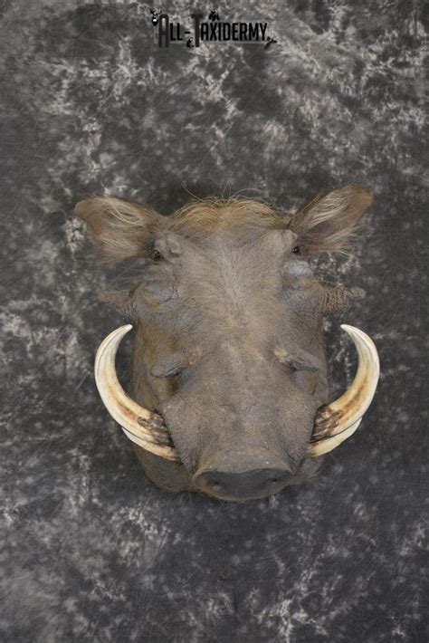 African Warthog Shoulder Taxidermy Mount For Sale Sku 2014 All