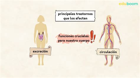 Enfermedades Que Afectan A Los Aparatos Circulatorio Y Excretor 105840 Hot Sex Picture