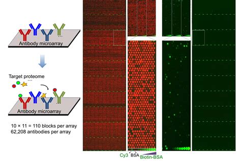 Protein Microarray Techonology Tao Lab